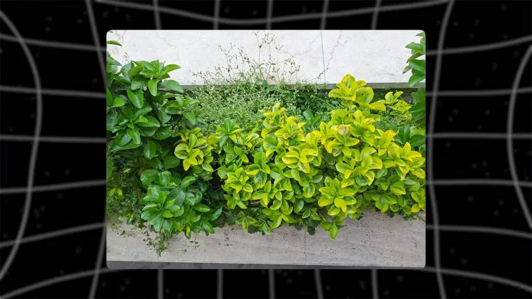 samsung-a56-camera-test-2